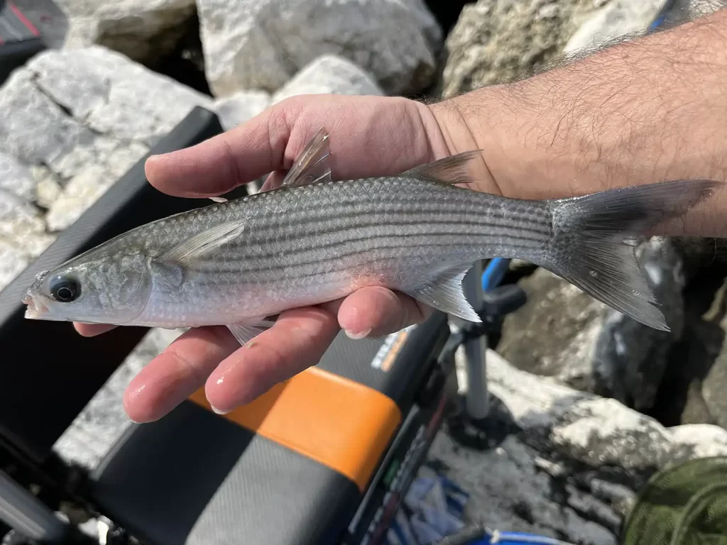 cefalo pescato a bolognese