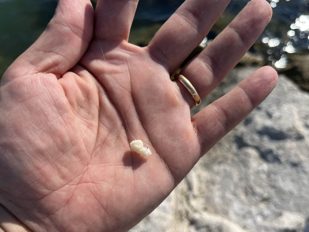 innesco del pane per la pesca al cefalo con la bolognese